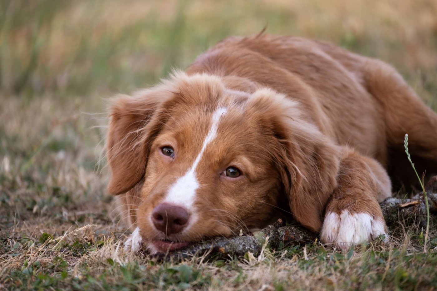 Portrait naturel d’un Toller allongé dans l’herbe