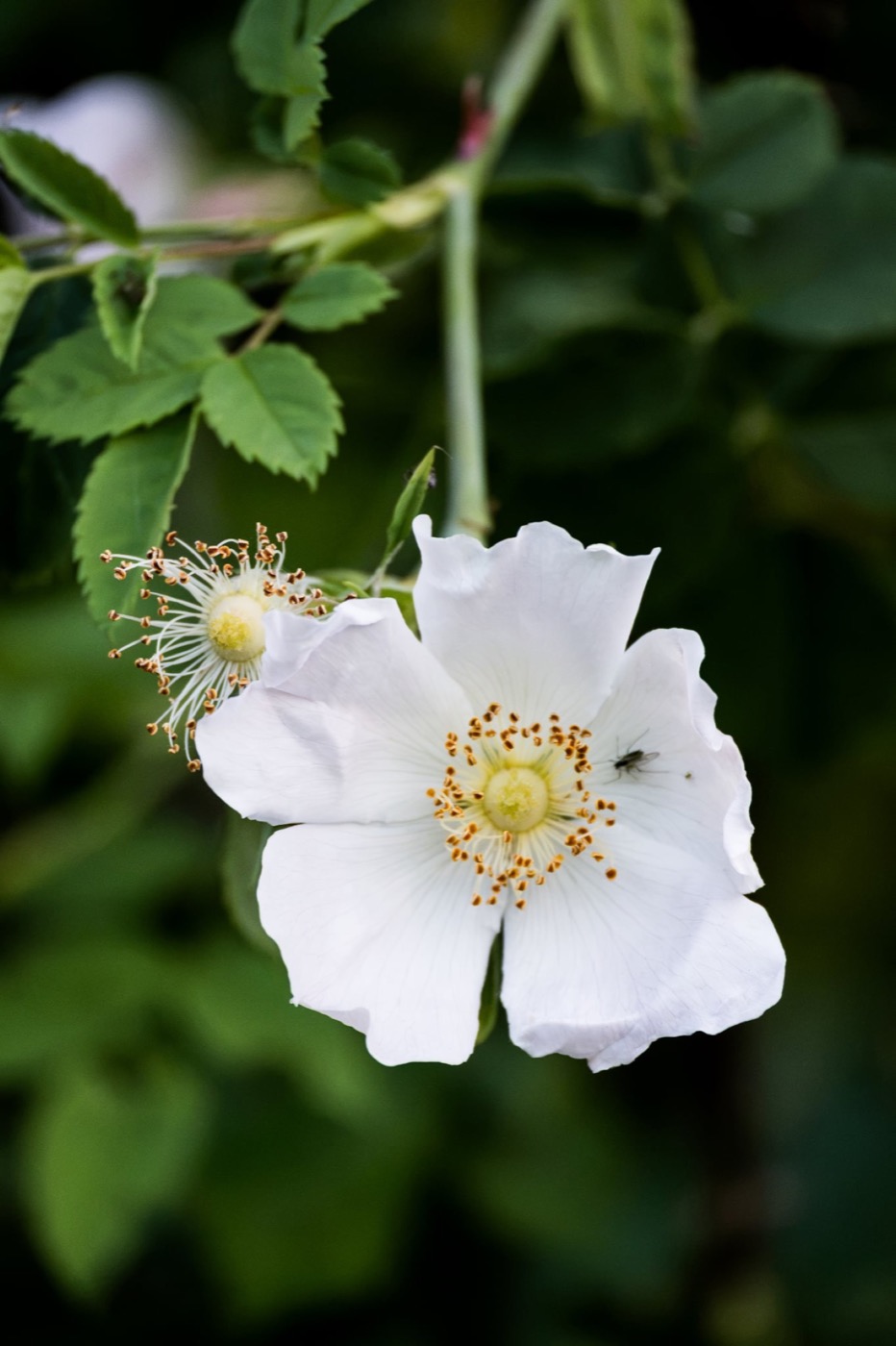 Fleur blanche photographiée dans une lumière naturelle
